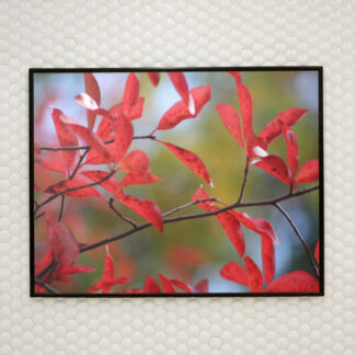 Red Leaves Print Poster