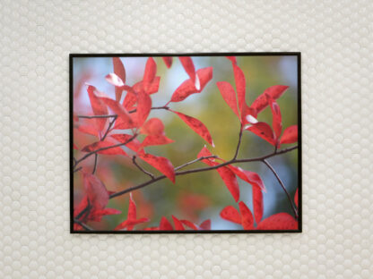 Red Leaves Print Poster