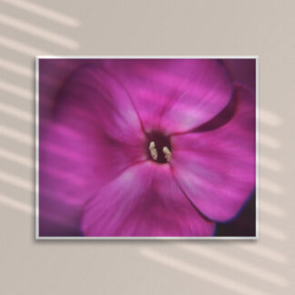 Close Up Pink Flower WALL ART