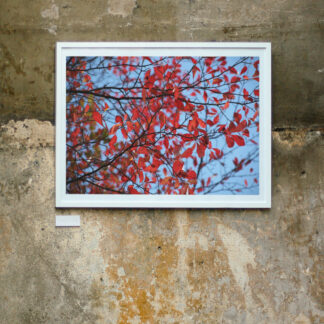 Red Autumn Leaves Fall Wall Decor